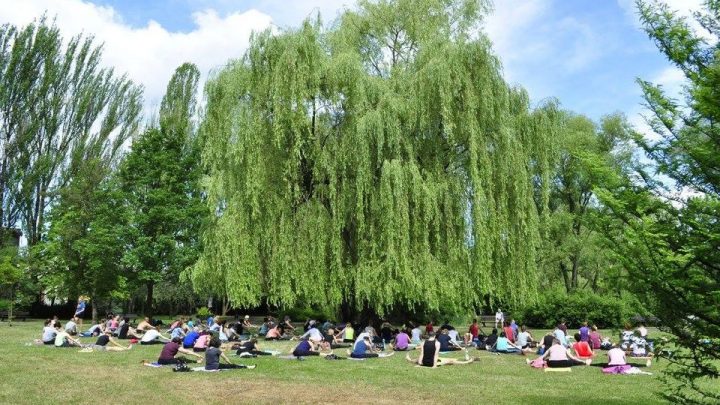 Darmowe zajęcia jogi w Ogrodzie Botanicznym – VI edycja