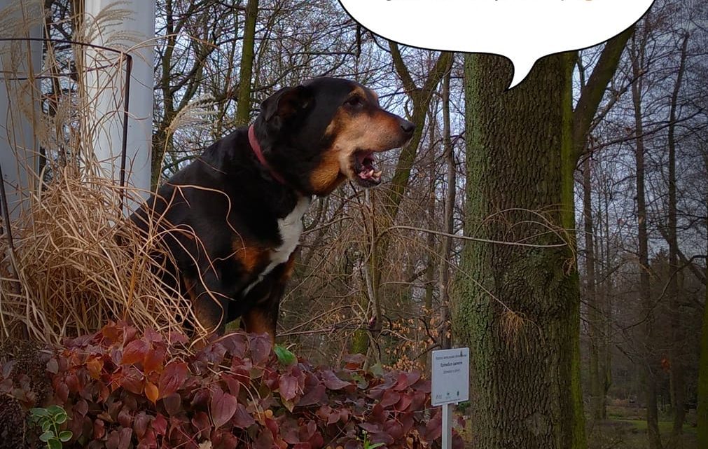 Zbiórka darów dla Psitulmnie