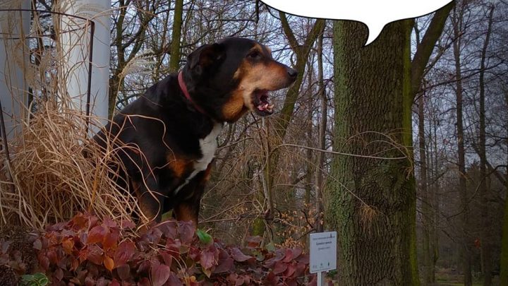 Zbiórka darów dla Psitulmnie