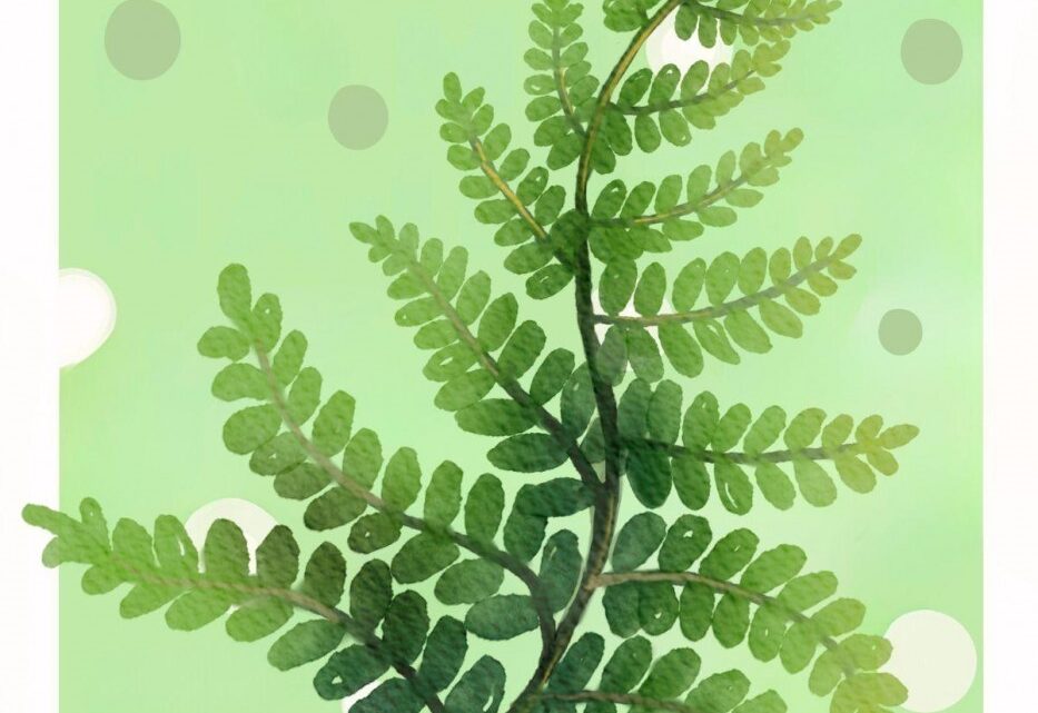 Dzień mchu i paproci